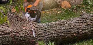 How Our Tree Care Process Works  in  Ashley, PA